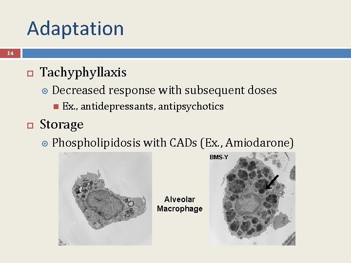 Adaptation 14 Tachyphyllaxis Decreased response with subsequent doses Ex. , antidepressants, antipsychotics Storage Phospholipidosis