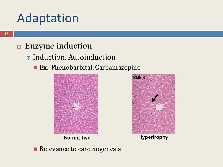 Adaptation 15 Enzyme induction Induction, Autoinduction Ex. , Phenobarbital, Carbamazepine BMS-X Normal liver Relevance