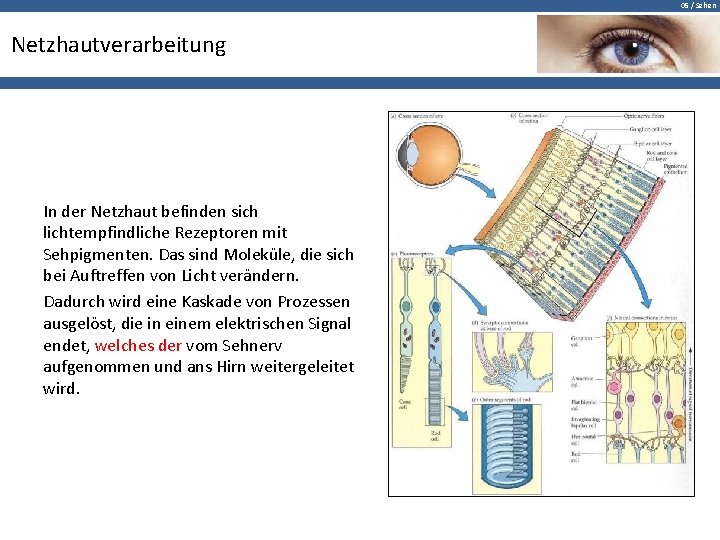 05 / Sehen Netzhautverarbeitung In der Netzhaut befinden sich lichtempfindliche Rezeptoren mit Sehpigmenten. Das