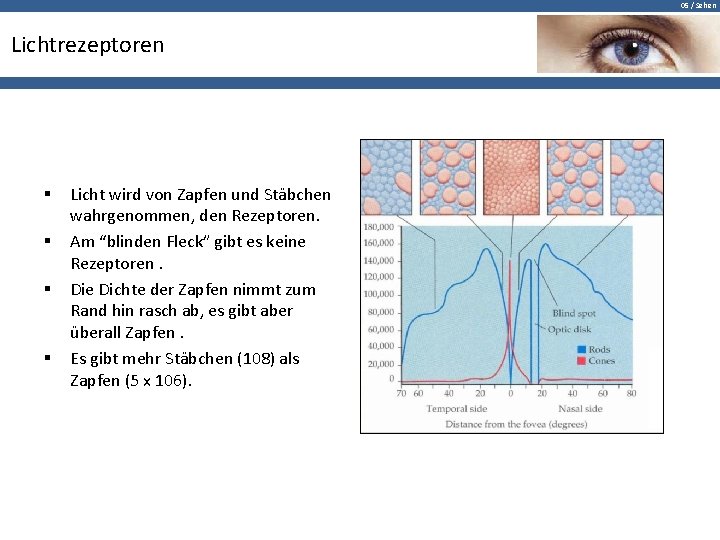 05 / Sehen Lichtrezeptoren § § Licht wird von Zapfen und Stäbchen wahrgenommen, den