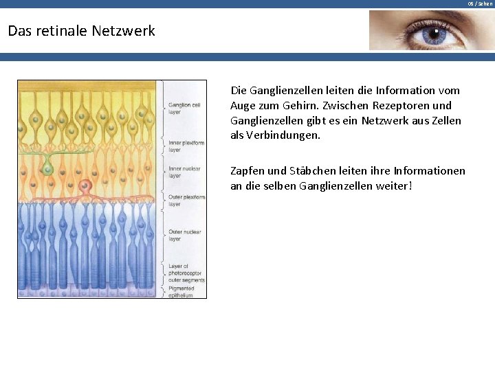 05 / Sehen Das retinale Netzwerk Die Ganglienzellen leiten die Information vom Auge zum