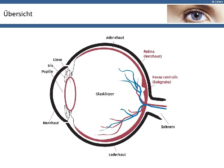 05 / Sehen Übersicht 