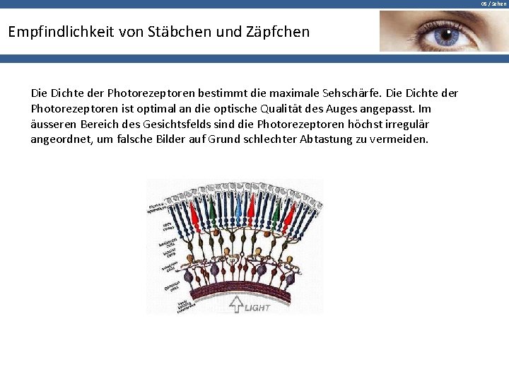 05 / Sehen Empfindlichkeit von Stäbchen und Zäpfchen Die Dichte der Photorezeptoren bestimmt die