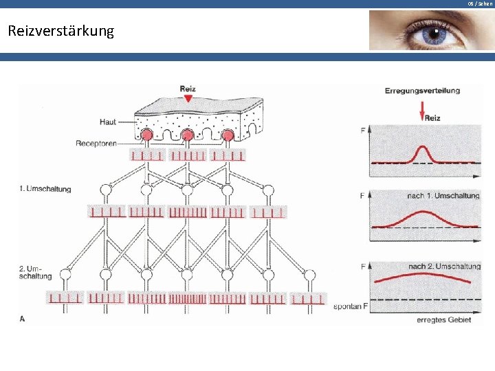 05 / Sehen Reizverstärkung 