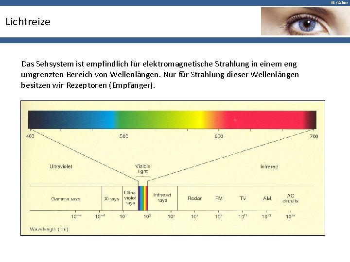 05 / Sehen Lichtreize Das Sehsystem ist empfindlich für elektromagnetische Strahlung in einem eng