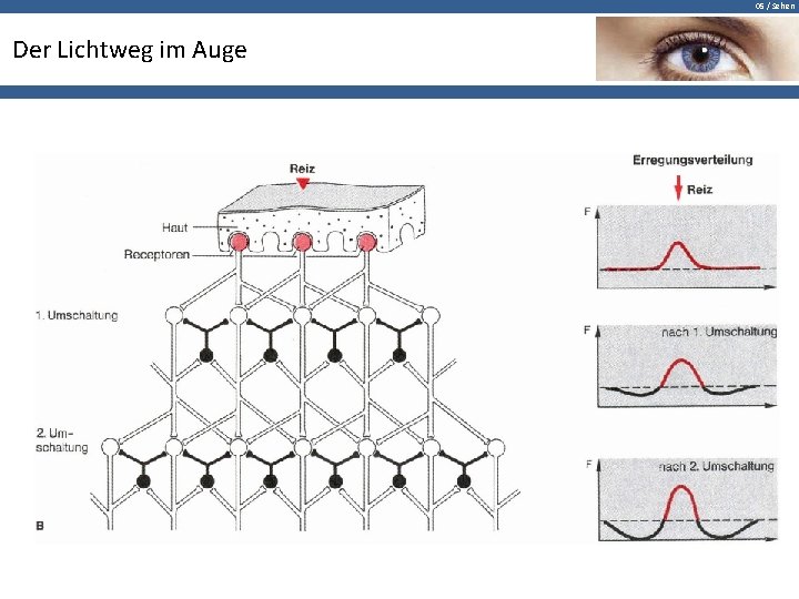 05 / Sehen Der Lichtweg im Auge 