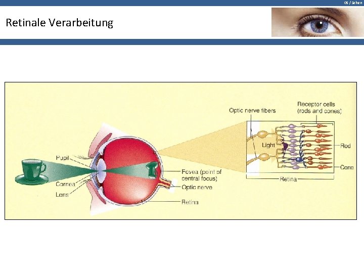 05 / Sehen Retinale Verarbeitung 