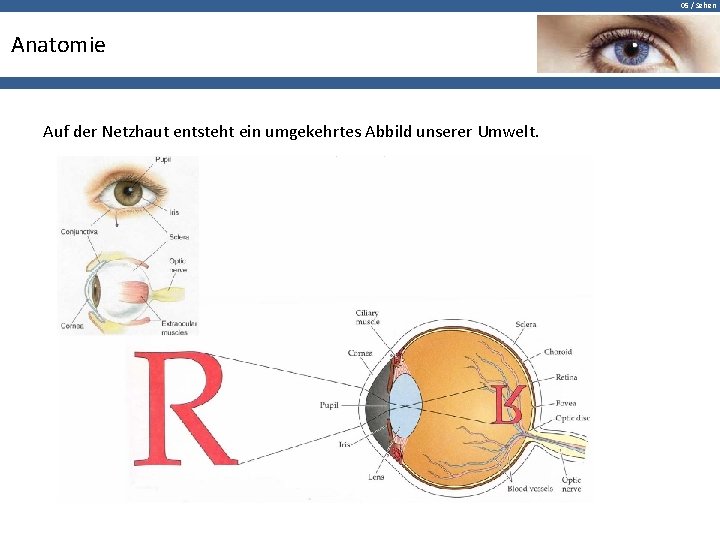 05 / Sehen Anatomie Auf der Netzhaut entsteht ein umgekehrtes Abbild unserer Umwelt. 