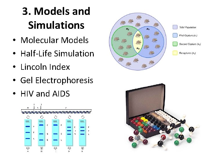 3. Models and Simulations • • • Molecular Models Half-Life Simulation Lincoln Index Gel