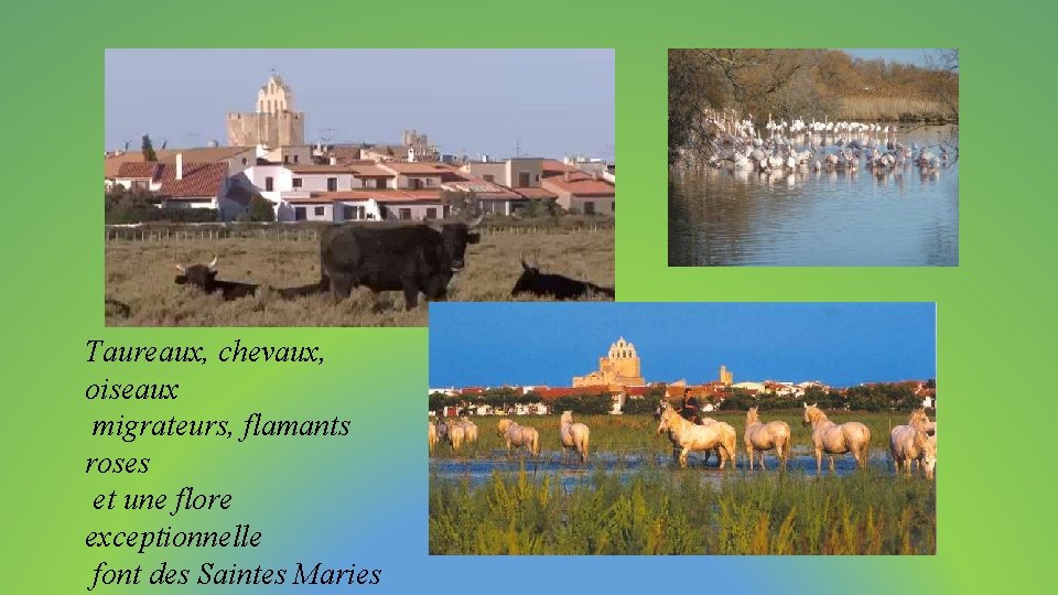 Taureaux, chevaux, oiseaux migrateurs, flamants roses et une flore exceptionnelle font des Saintes Maries