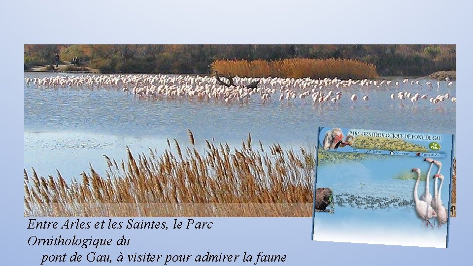 Entre Arles et les Saintes, le Parc Ornithologique du pont de Gau, à visiter