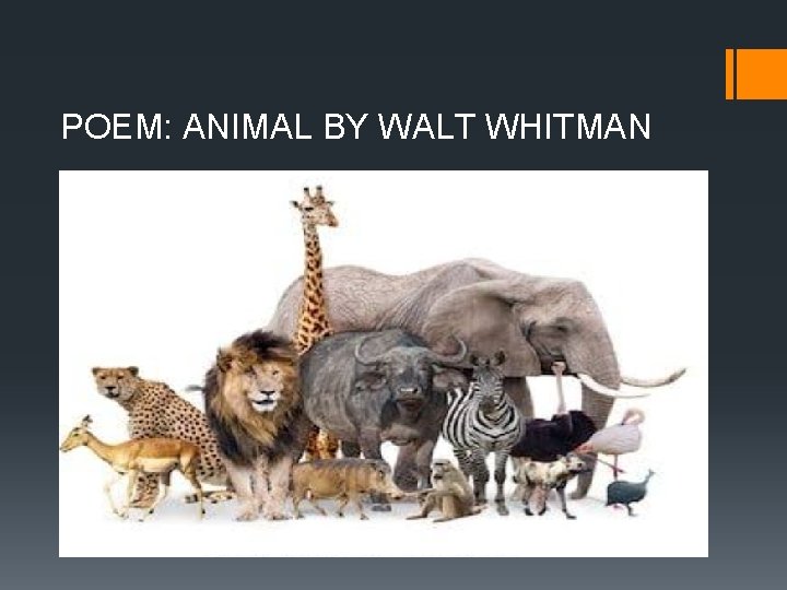 POEM: ANIMAL BY WALT WHITMAN 