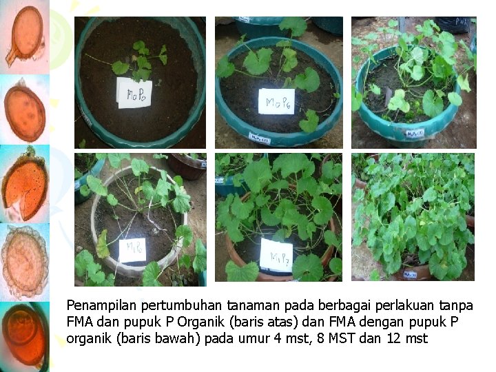Penampilan pertumbuhan tanaman pada berbagai perlakuan tanpa FMA dan pupuk P Organik (baris atas)