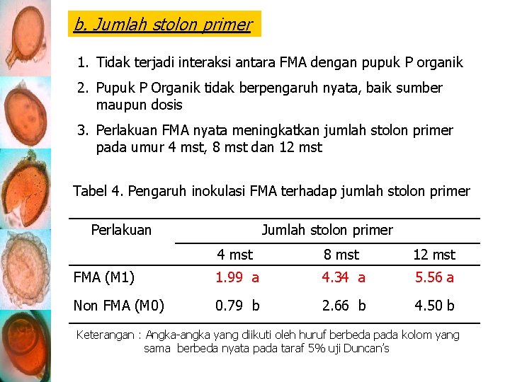 b. Jumlah stolon primer 1. Tidak terjadi interaksi antara FMA dengan pupuk P organik