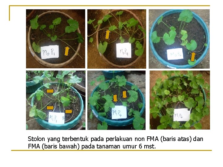 Stolon yang terbentuk pada perlakuan non FMA (baris atas) dan FMA (baris bawah) pada