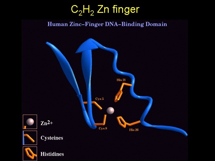 C 2 H 2 Zn finger C 2 H 2 Zn finger