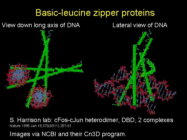 Basic-leucine zipper proteins View down long axis of DNA Lateral view of DNA S. Basic-leucine zipper proteins View down long axis of DNA Lateral view of DNA S.