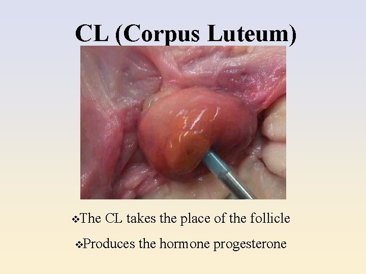 CL (Corpus Luteum) v. The CL takes the place of the follicle v. Produces