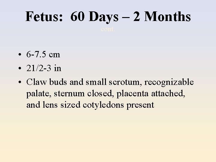Fetus: 60 Days – 2 Months cont. • 6 -7. 5 cm • 21/2