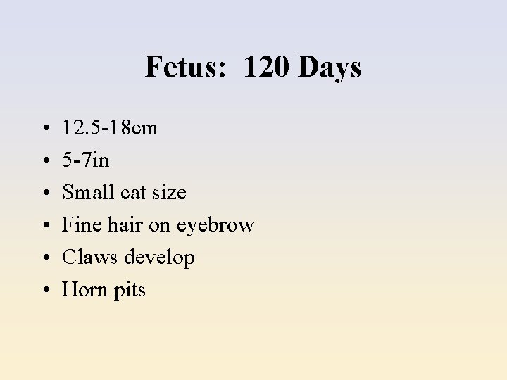 Fetus: 120 Days • • • 12. 5 -18 cm 5 -7 in Small