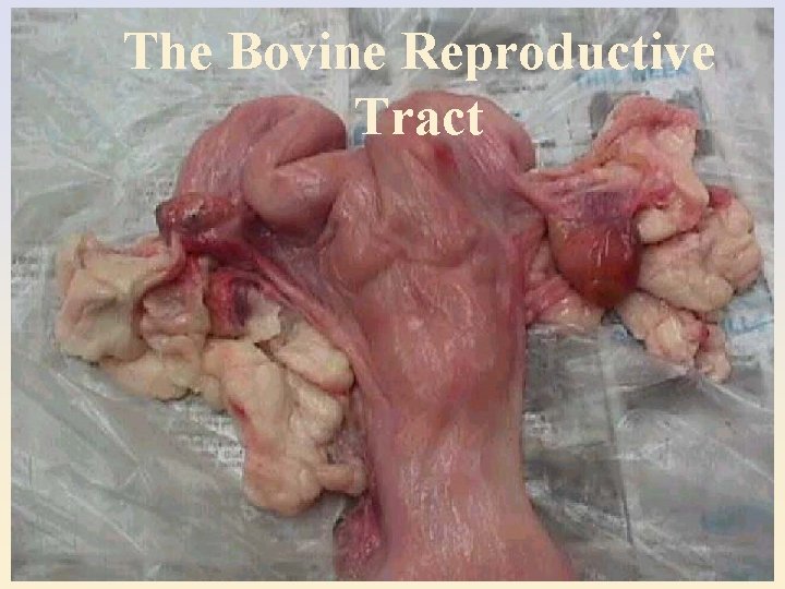 The Bovine Reproductive Tract 