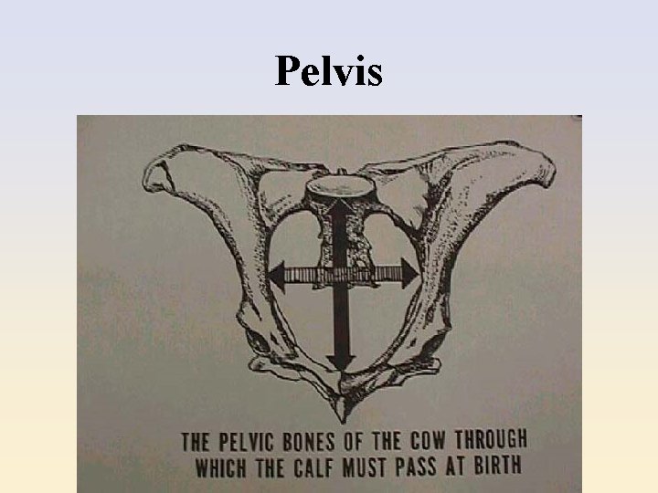 Pelvis 