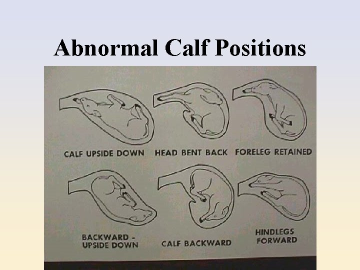 Abnormal Calf Positions 