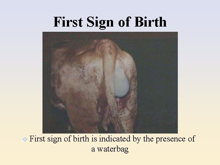 First Sign of Birth v First sign of birth is indicated by the presence