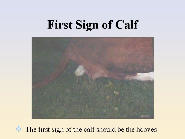 First Sign of Calf v The first sign of the calf should be the