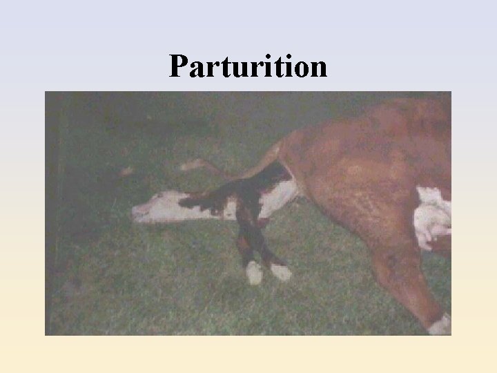 Parturition 