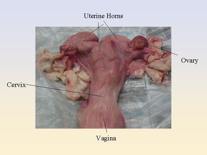 Uterine Horns Ovary Cervix Vagina 