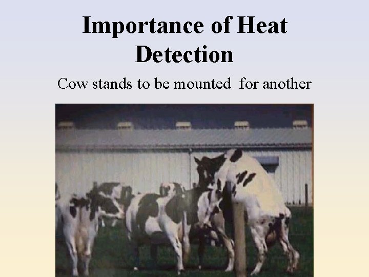 Importance of Heat Detection Cow stands to be mounted for another 