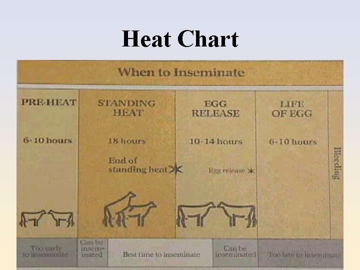 Heat Chart 