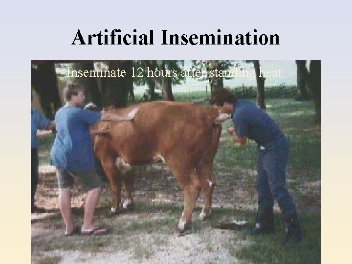 Artificial Insemination Inseminate 12 hours after standing heat. 