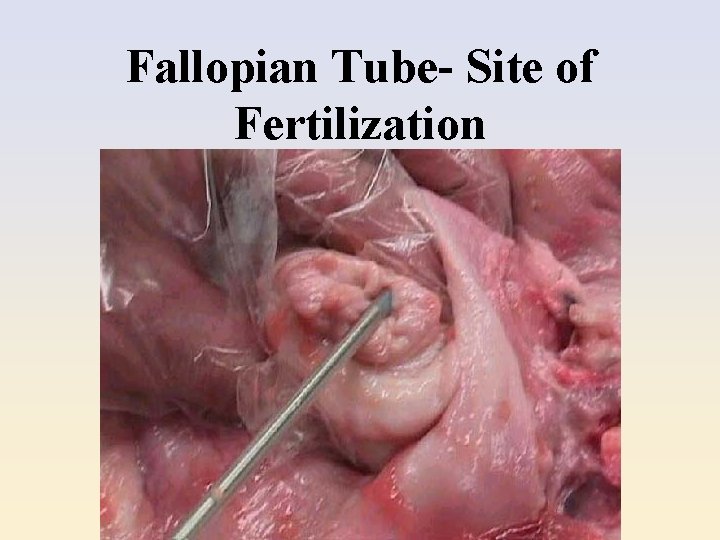 Fallopian Tube- Site of Fertilization 