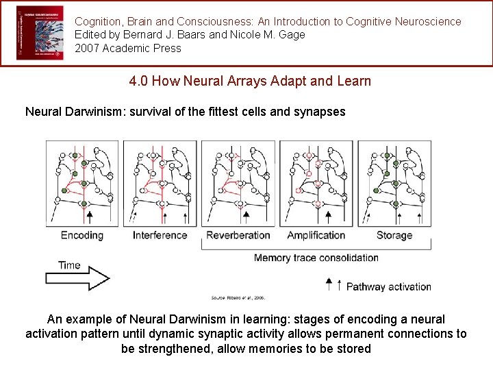 Cognition, Brain and Consciousness: An Introduction to Cognitive Neuroscience Edited by Bernard J. Baars