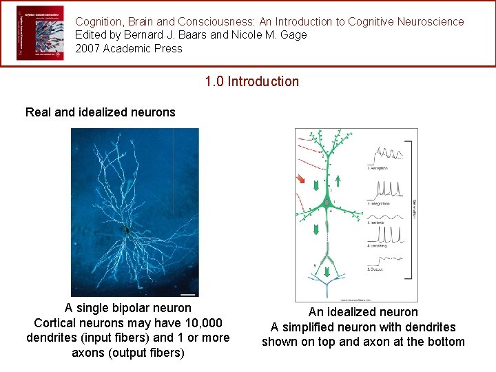 Cognition, Brain and Consciousness: An Introduction to Cognitive Neuroscience Edited by Bernard J. Baars