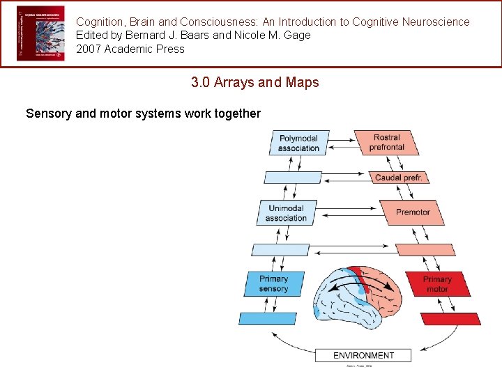 Cognition, Brain and Consciousness: An Introduction to Cognitive Neuroscience Edited by Bernard J. Baars