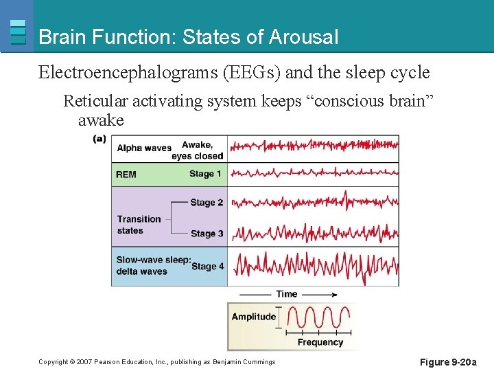 Brain Function: States of Arousal Electroencephalograms (EEGs) and the sleep cycle Reticular activating system