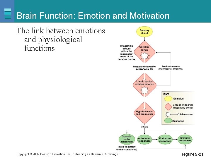 Brain Function: Emotion and Motivation The link between emotions and physiological functions Copyright ©