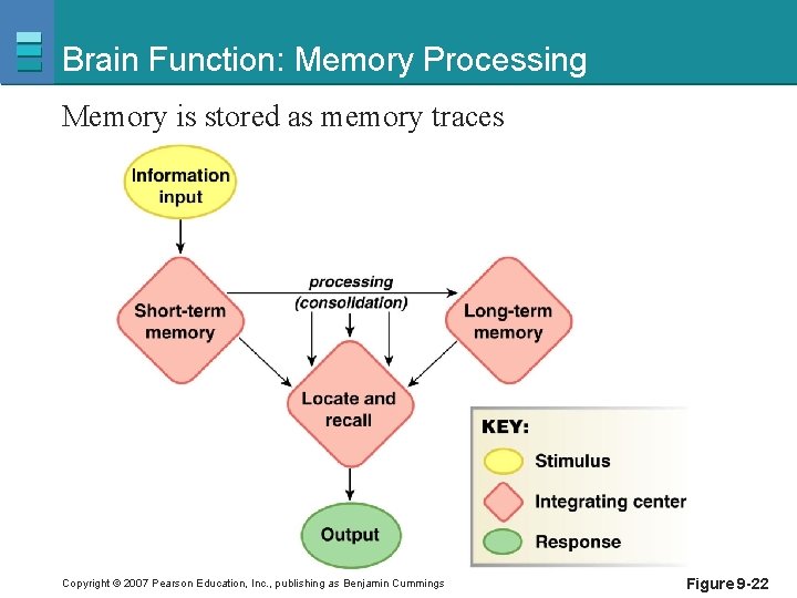 Brain Function: Memory Processing Memory is stored as memory traces Copyright © 2007 Pearson