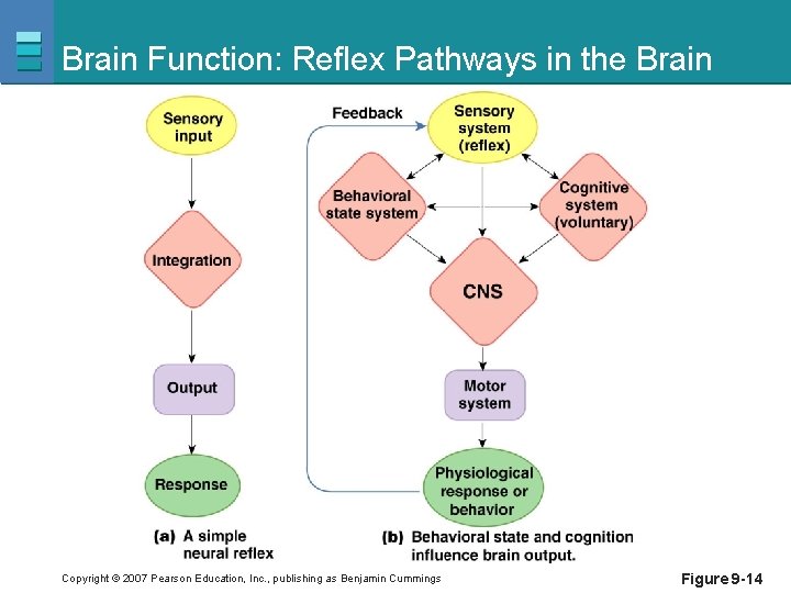 Brain Function: Reflex Pathways in the Brain Copyright © 2007 Pearson Education, Inc. ,