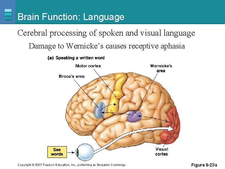 Brain Function: Language Cerebral processing of spoken and visual language Damage to Wernicke’s causes