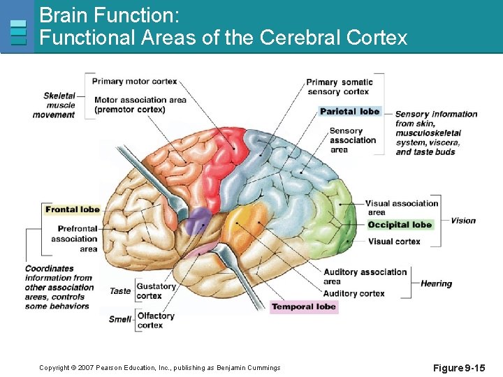 Brain Function: Functional Areas of the Cerebral Cortex Copyright © 2007 Pearson Education, Inc.