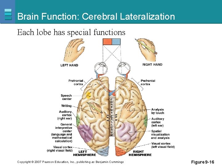 Brain Function: Cerebral Lateralization Each lobe has special functions Copyright © 2007 Pearson Education,