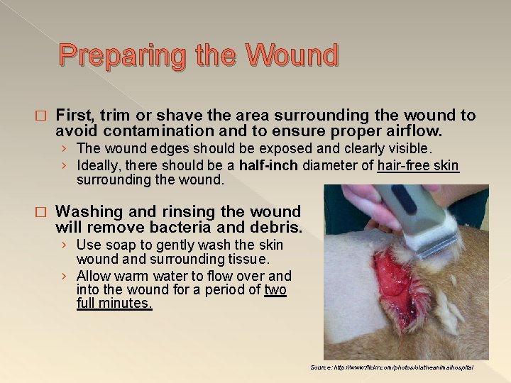 Preparing the Wound � First, trim or shave the area surrounding the wound to