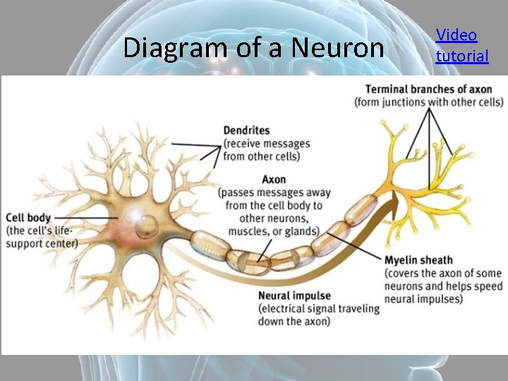 Diagram of a Neuron Video tutorial 