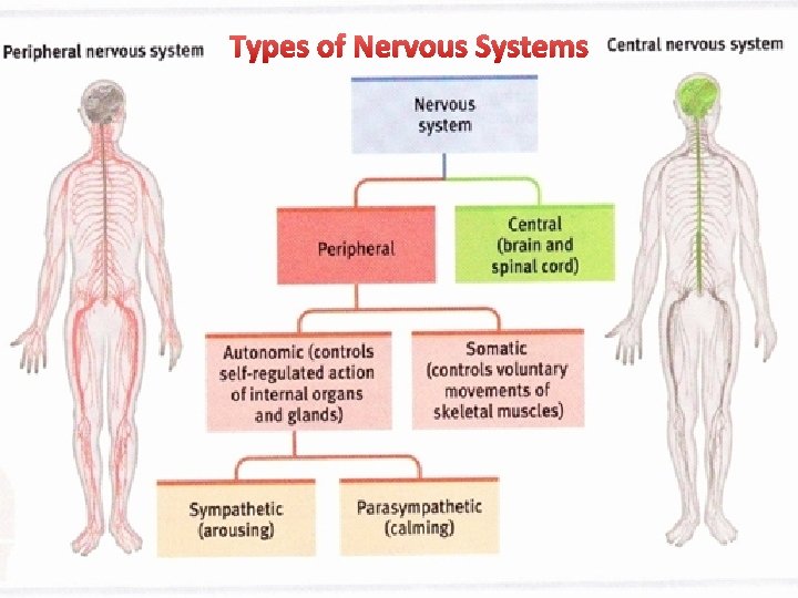 Types of Nervous Systems 