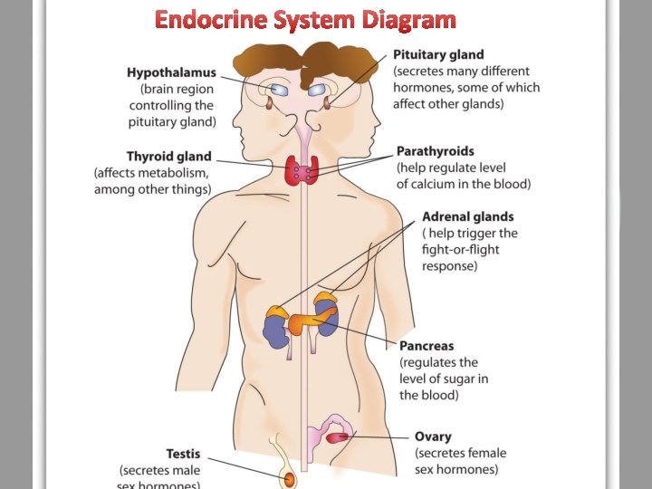 Endocrine System Diagram 