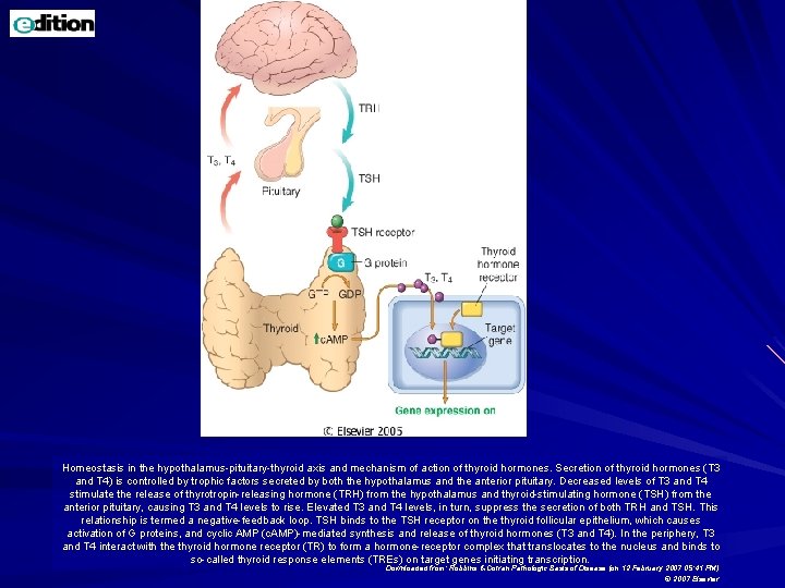 Homeostasis in the hypothalamus-pituitary-thyroid axis and mechanism of action of thyroid hormones. Secretion of